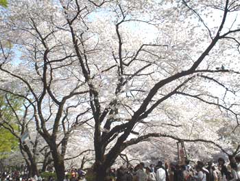 井の頭公園